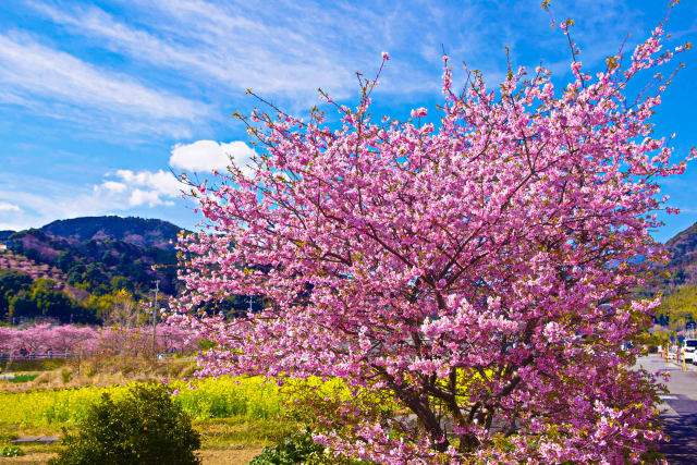 河津桜と菜の花畑