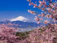 河津桜と富士山