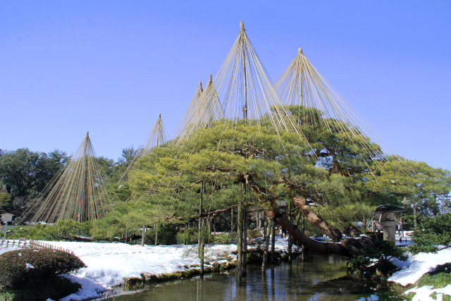 兼六園・唐崎松雪吊り