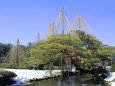 兼六園・唐崎松雪吊り