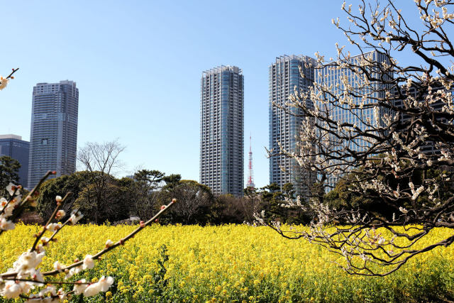 ナノハナと高層ビル群東京タワー