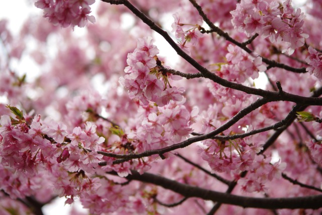 河津桜①