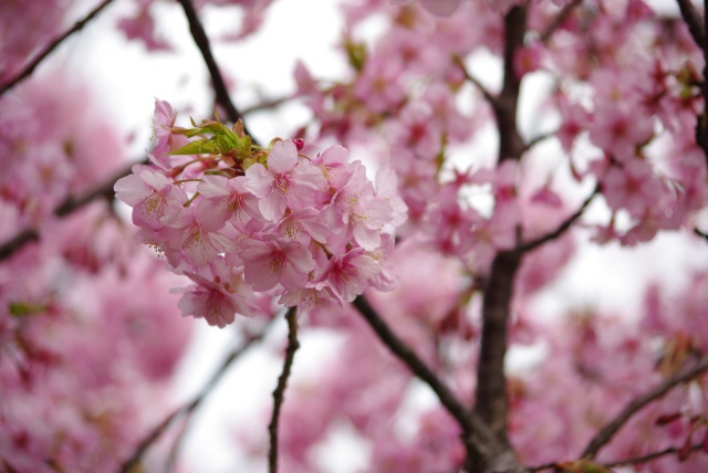 河津桜②