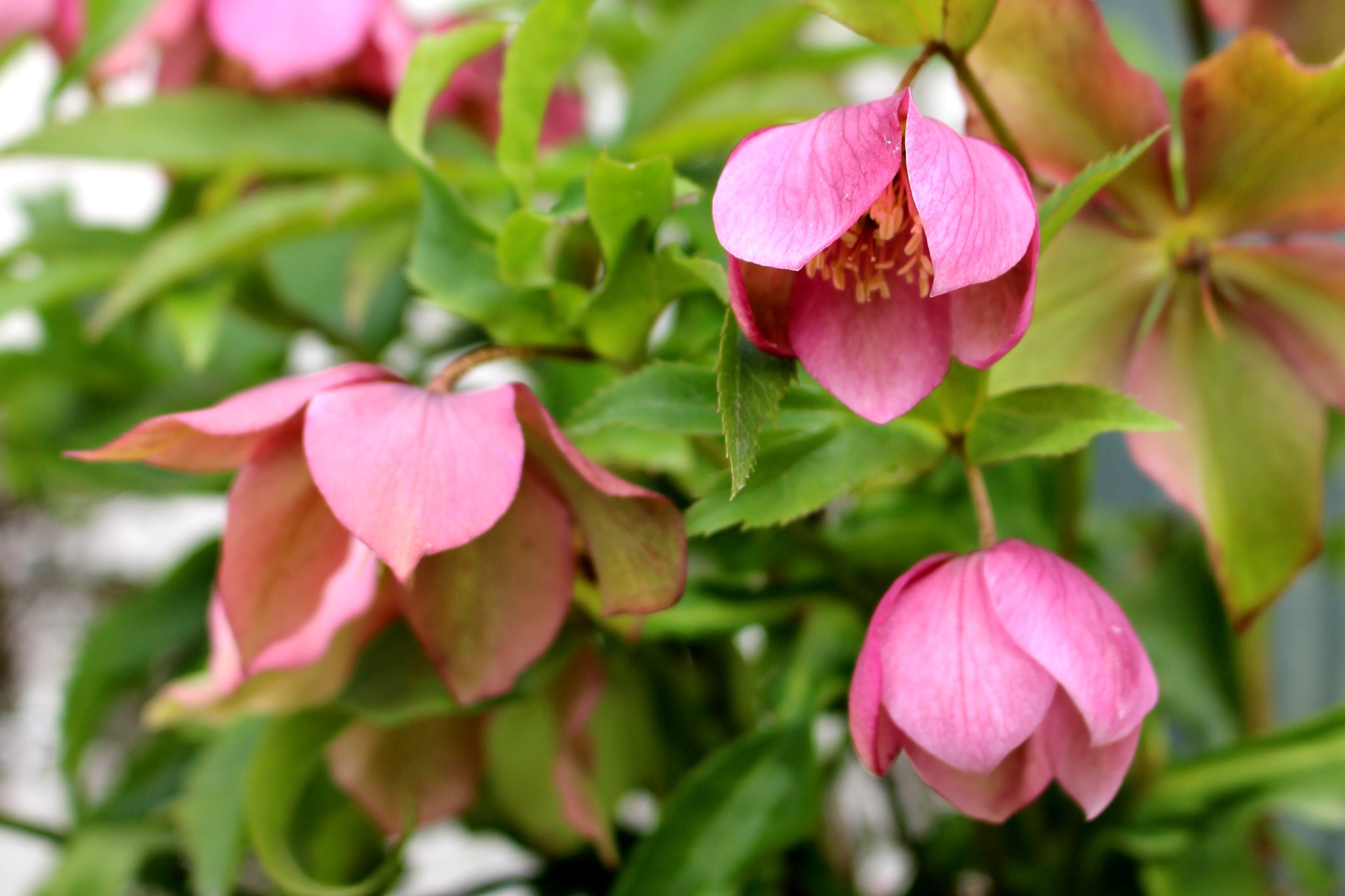 花 植物 クリスマスローズ 壁紙19x1280 壁紙館