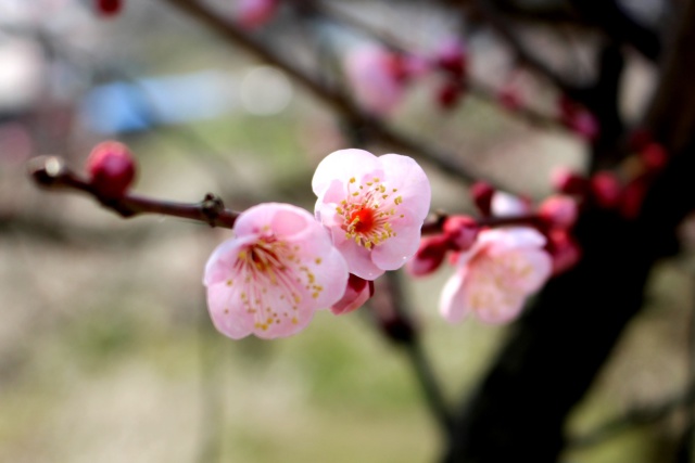 梅の花