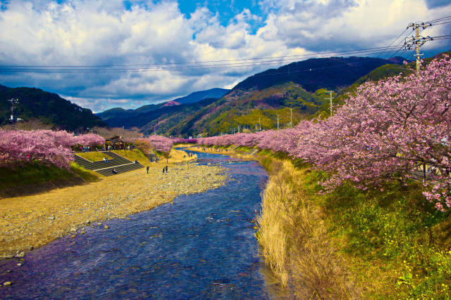 河津川と満開の桜並木