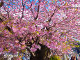 河津桜 原木