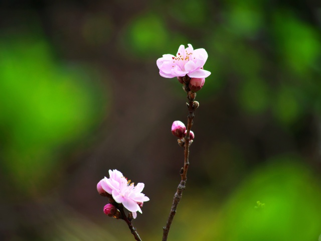 桃の花