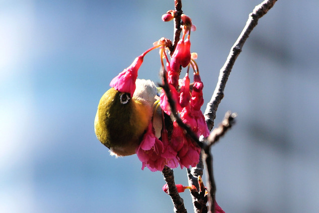 メジロの花マスク？