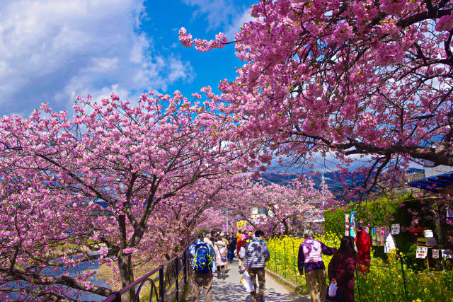 早春の彩り・河津桜