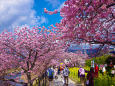 早春の彩り・河津桜