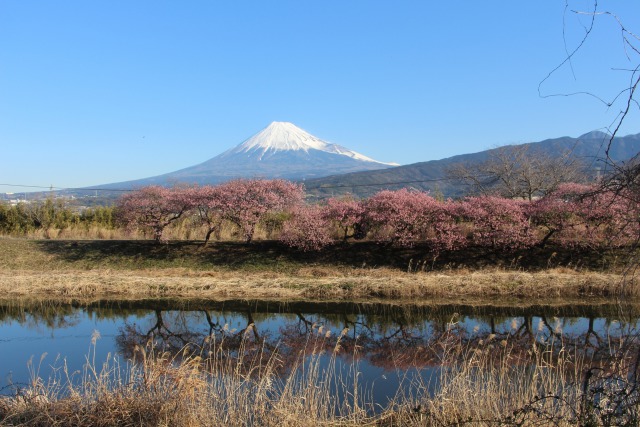 河津桜と富士山