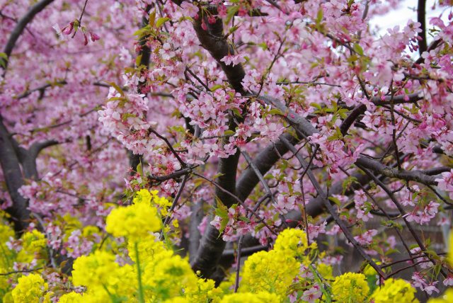 河津桜と菜の花