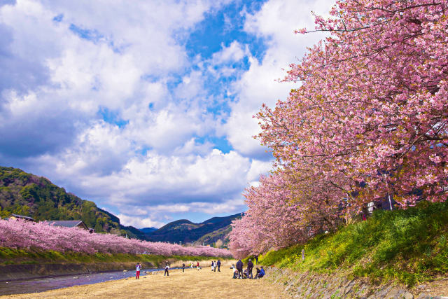 河津川・河川敷からの眺め