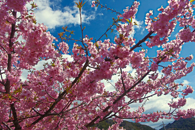 早春の空に河津桜