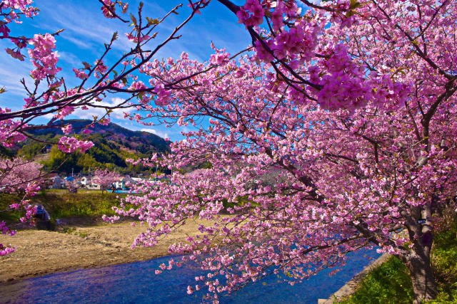 早春に咲く河津桜