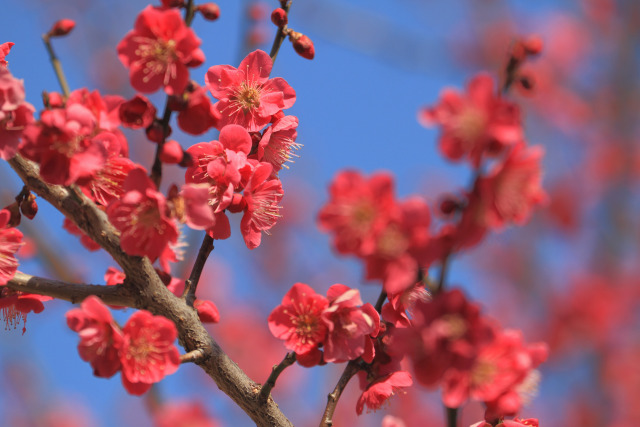 散歩道の花 1603-3-1