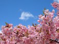 見頃の河津桜