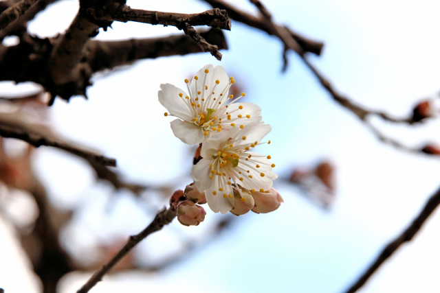 サクランボの花