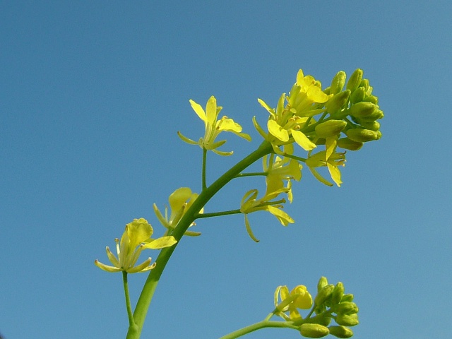 からし菜の花