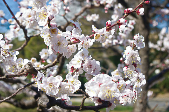 早春の陽射しに映える梅の花