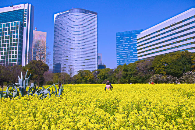 菜の花咲く都心の花園