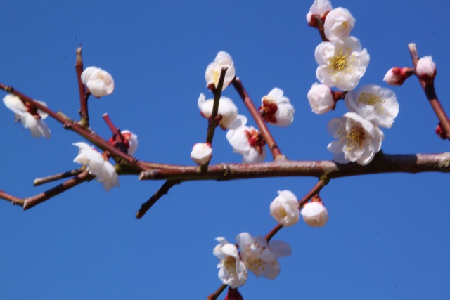 白梅の花