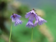 アルプスの花ムーンワート