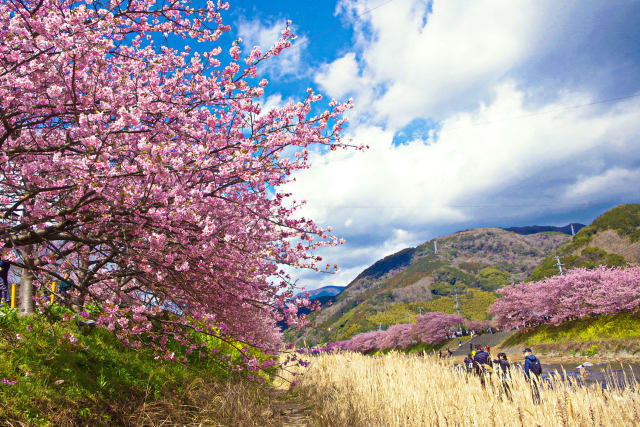 河川敷から見る桜並木