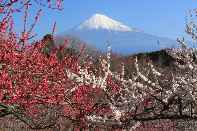 岩本山公園の梅と富士山