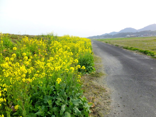 土手の菜の花