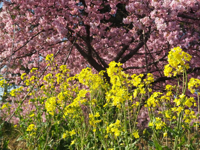 河津桜と菜の花の競演