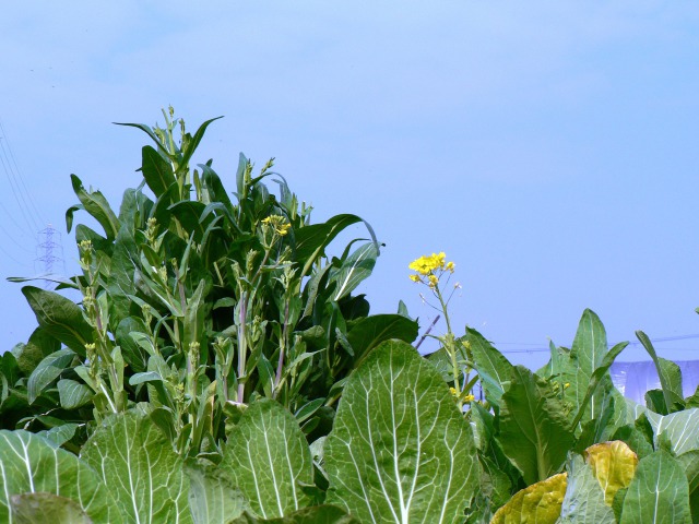 菜の花