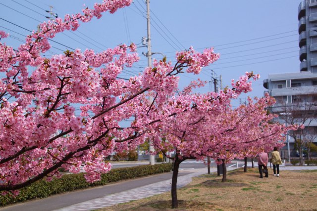 満開の河津桜