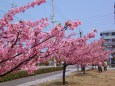 満開の河津桜