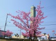 ゴウードタワと河津桜