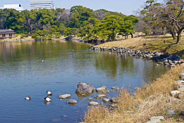 早春の浜離宮恩賜庭園