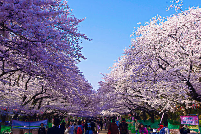 桜の季節はもうすぐ・上野公園