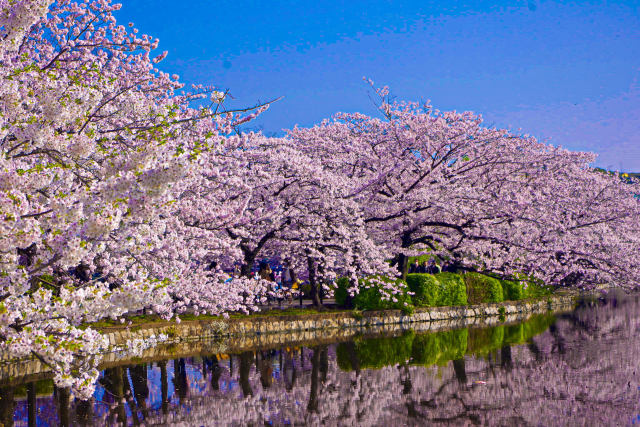 桜の季節はもうすぐ・上野不忍池