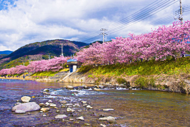 河津川と桜並木