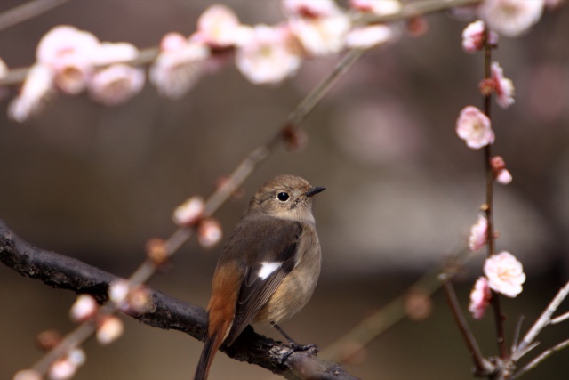 鳥も観梅かな？