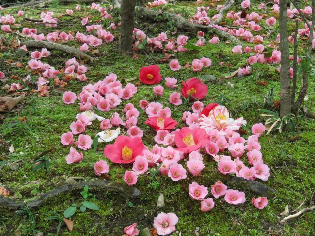 椿・落花繚乱