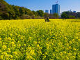 都心の花園