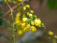 散歩道の花たち