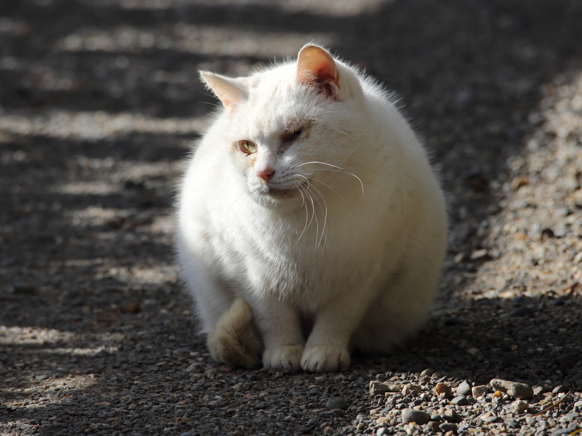 動物 猫 白猫2 壁紙19x1440 壁紙館