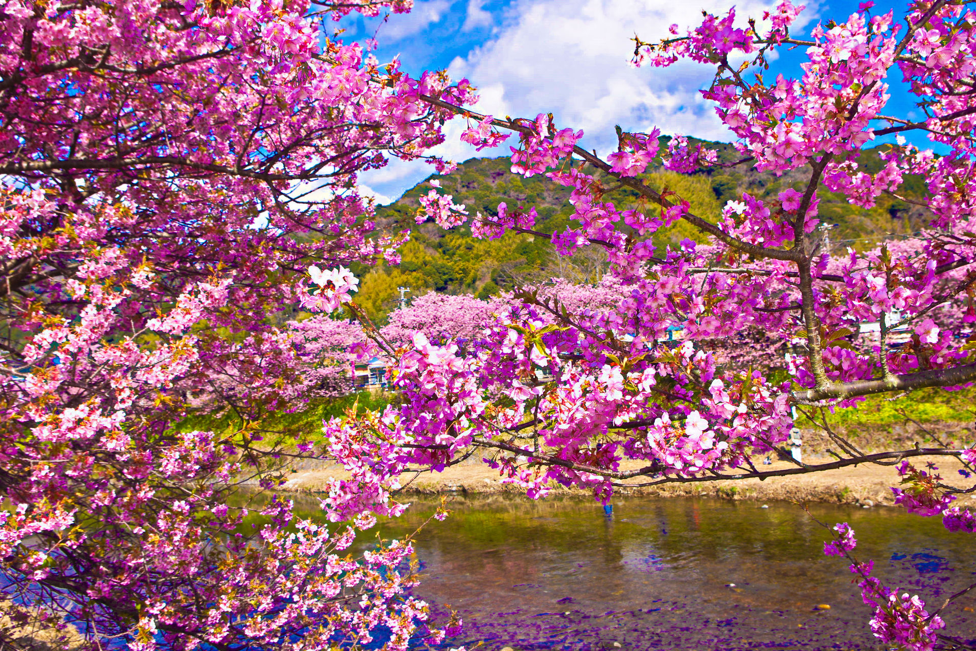 日本の風景 早春の空と河津桜 壁紙19x1280 壁紙館