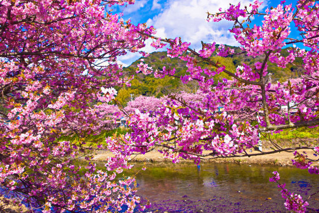 早春の空と河津桜