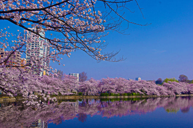 桜の季節はもうすぐ・上野不忍池