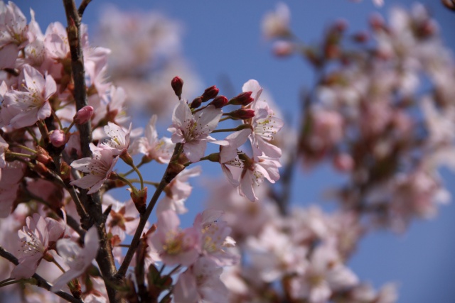 おかめ桜