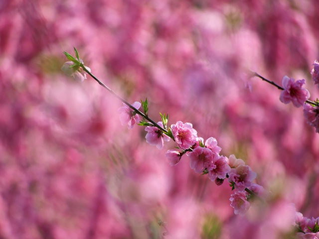 桃の花